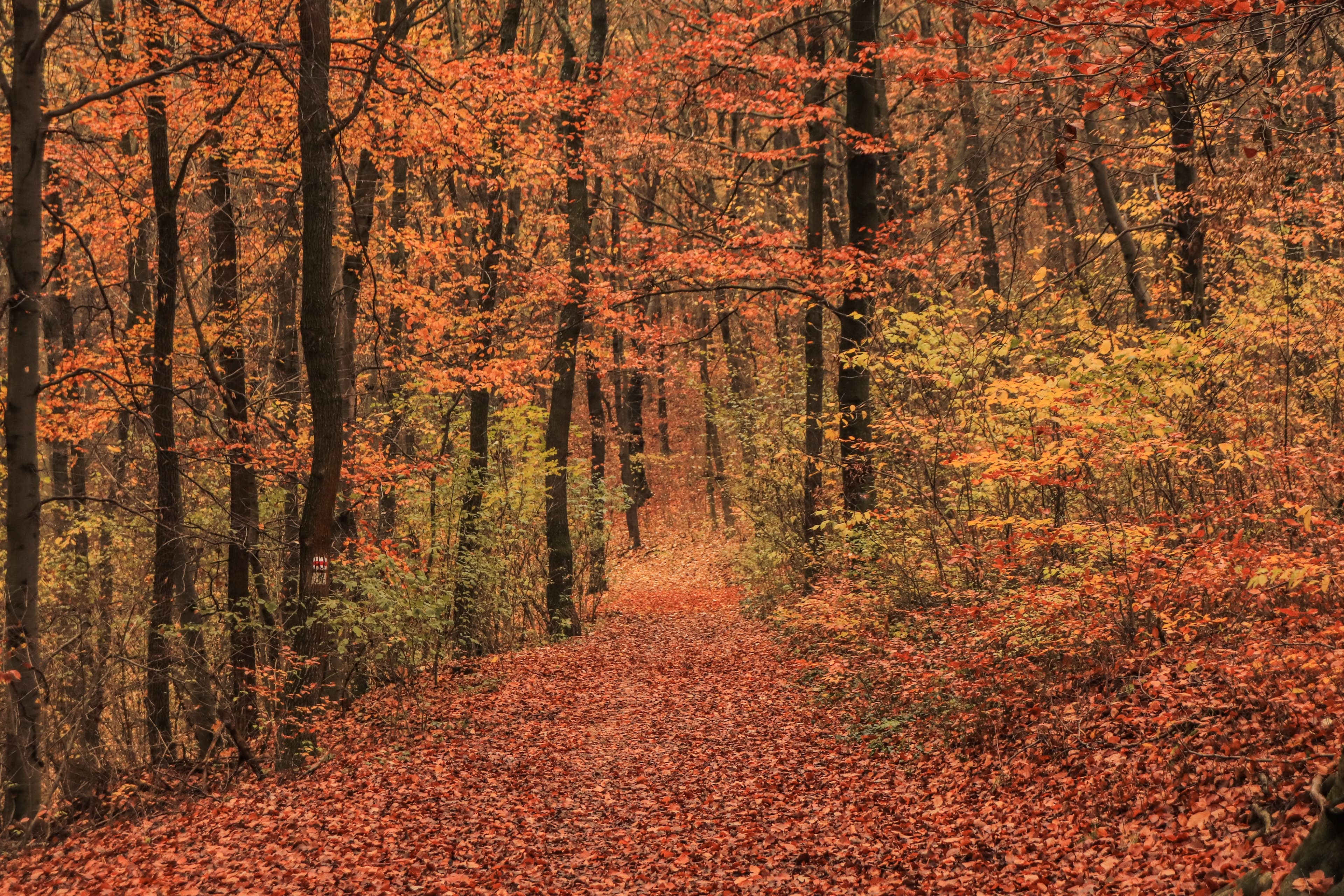 Sentier forestier couvert de feuilles d'automne