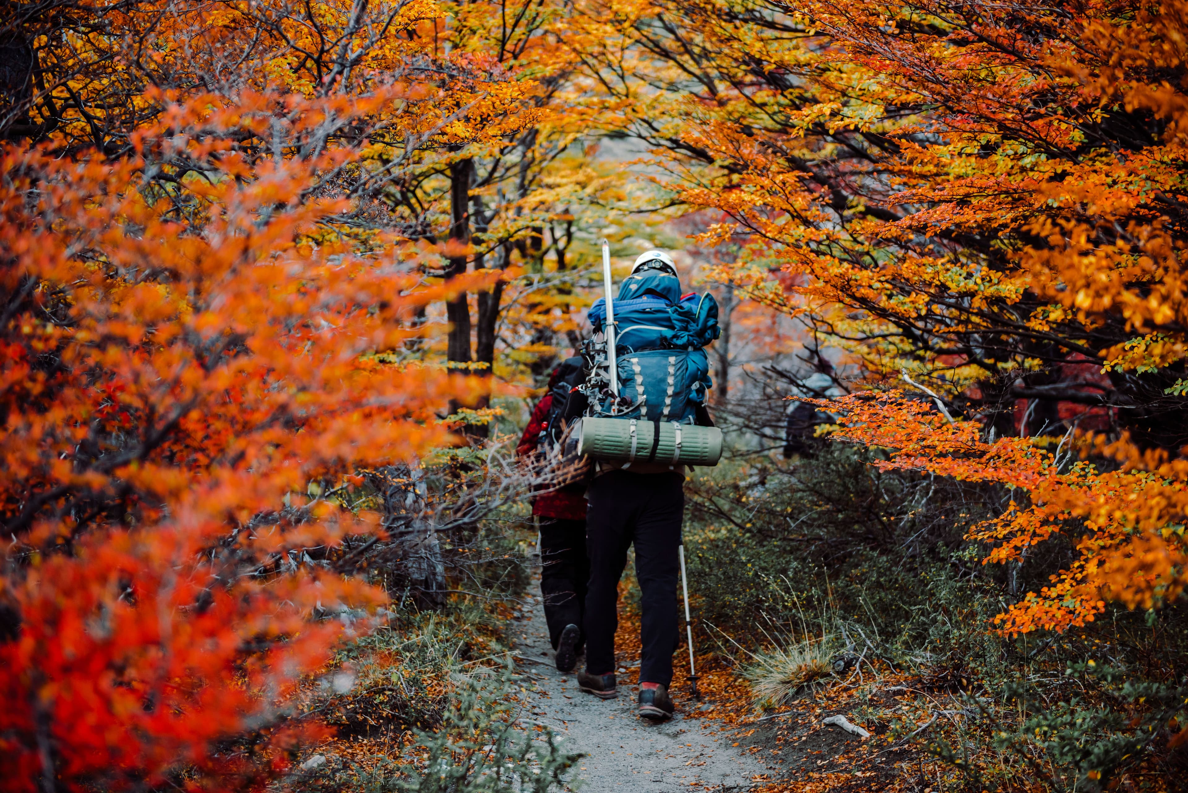 Randonneurs sur un sentier forestier aux couleurs d'automne