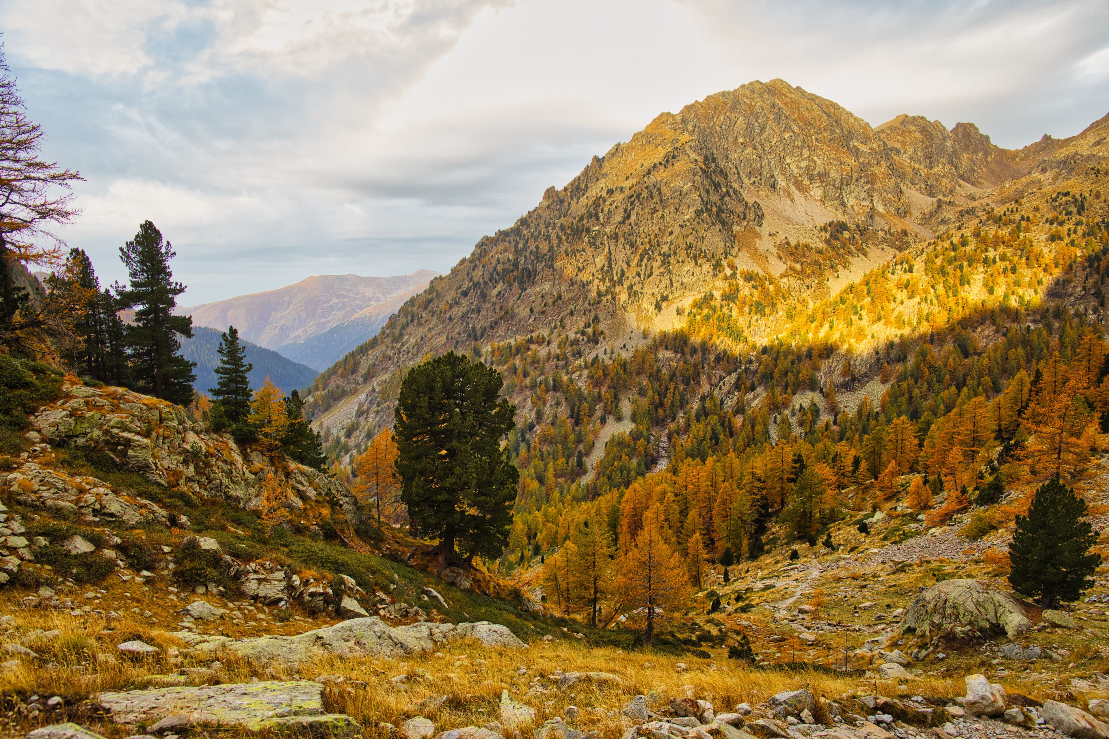 Forêt de mélèzes aux couleurs d'automne en montagne